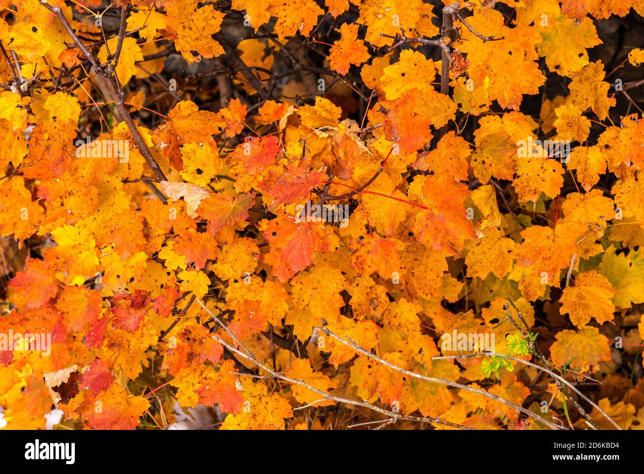 Foglie di alberi giallastri e copperi dai tipici colori autunnali Foto Stock