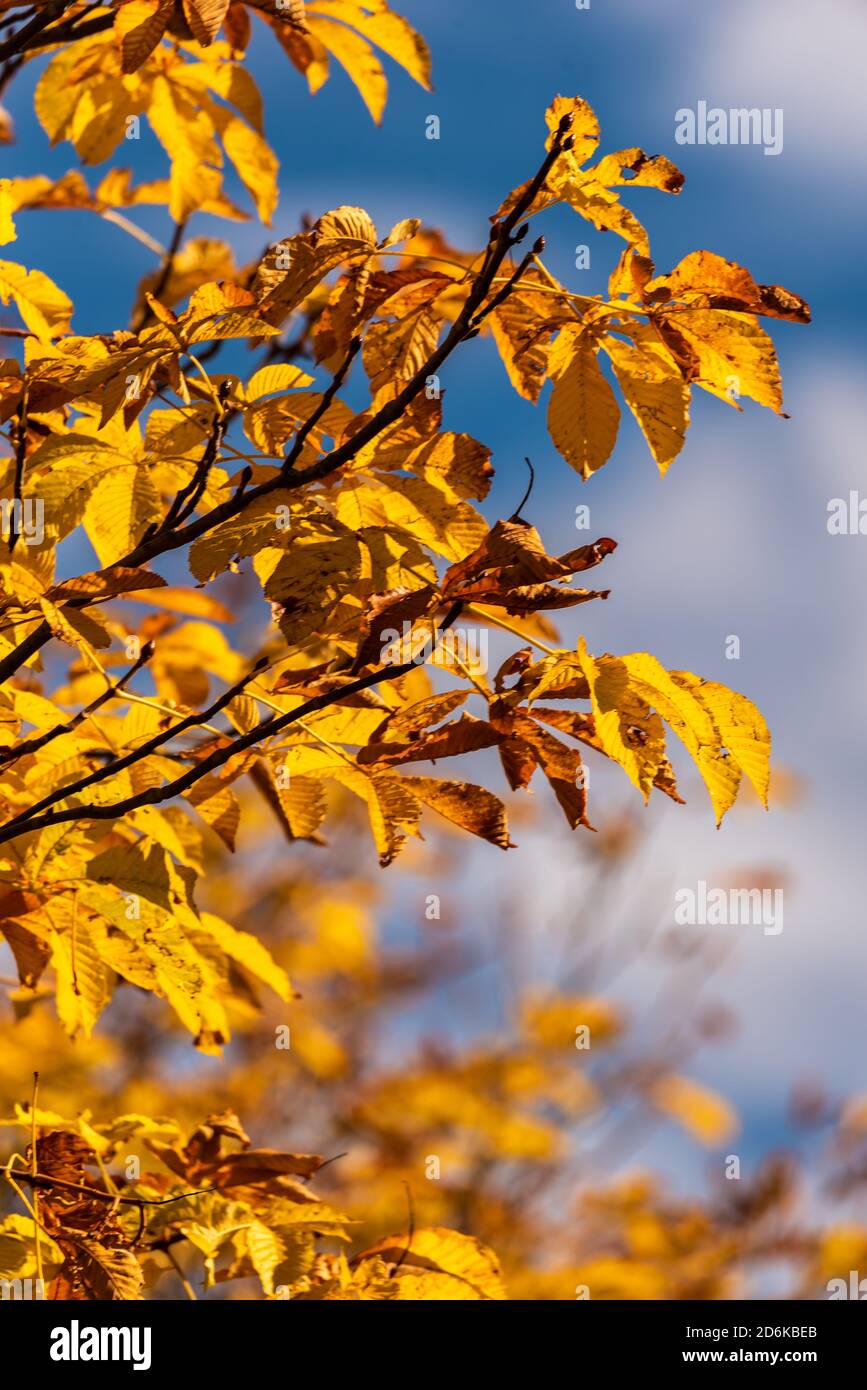 Foglie di albero giallastro e coppery con colori autunnali tipici con cielo blu sullo sfondo Foto Stock