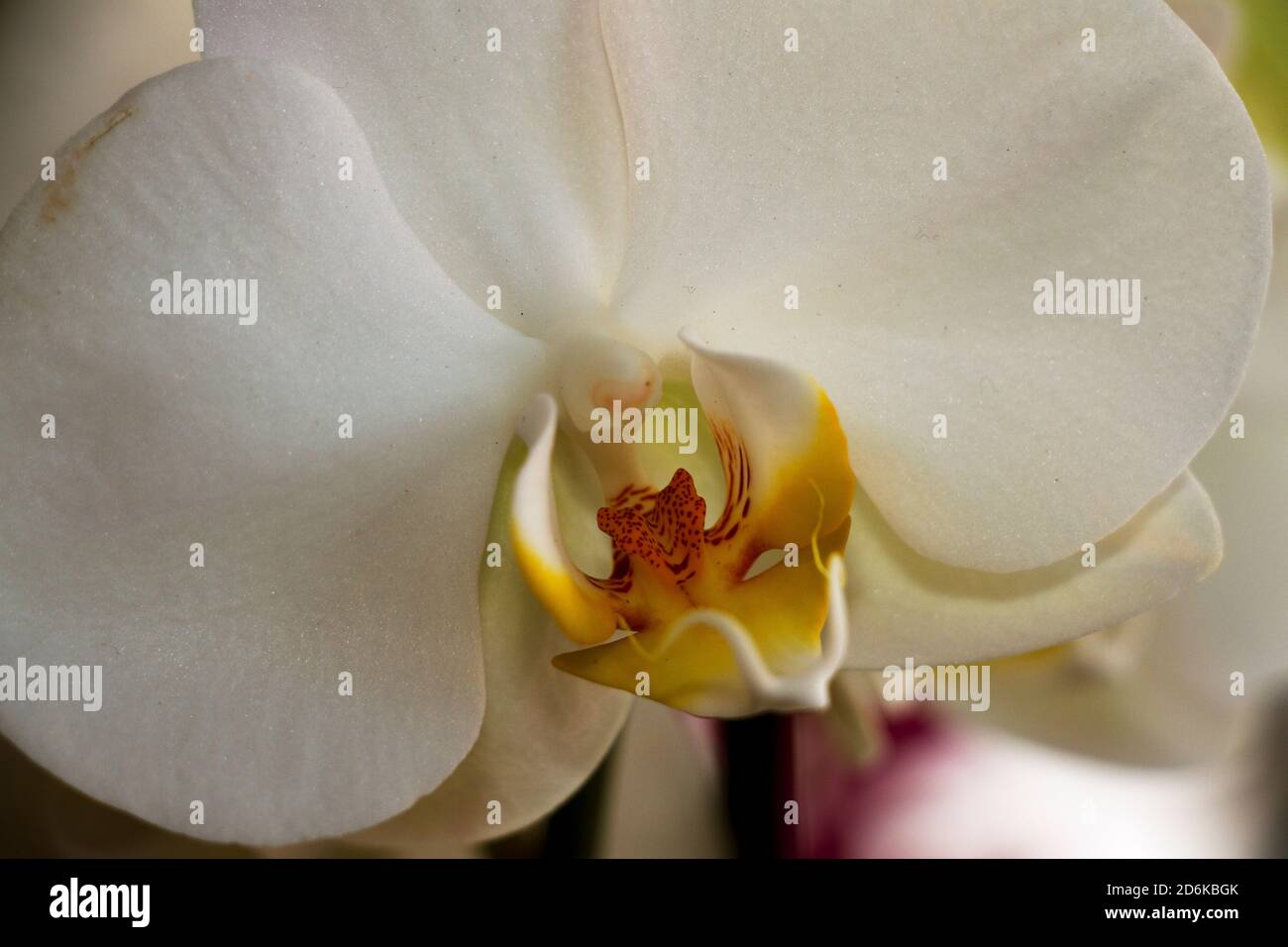 Il delicato fiore di una Orchidea Moth mostra la sua specializzazione di affidarsi agli insetti per l'impollinazione. La famiglia Orchid è una delle più grandi al mondo Foto Stock