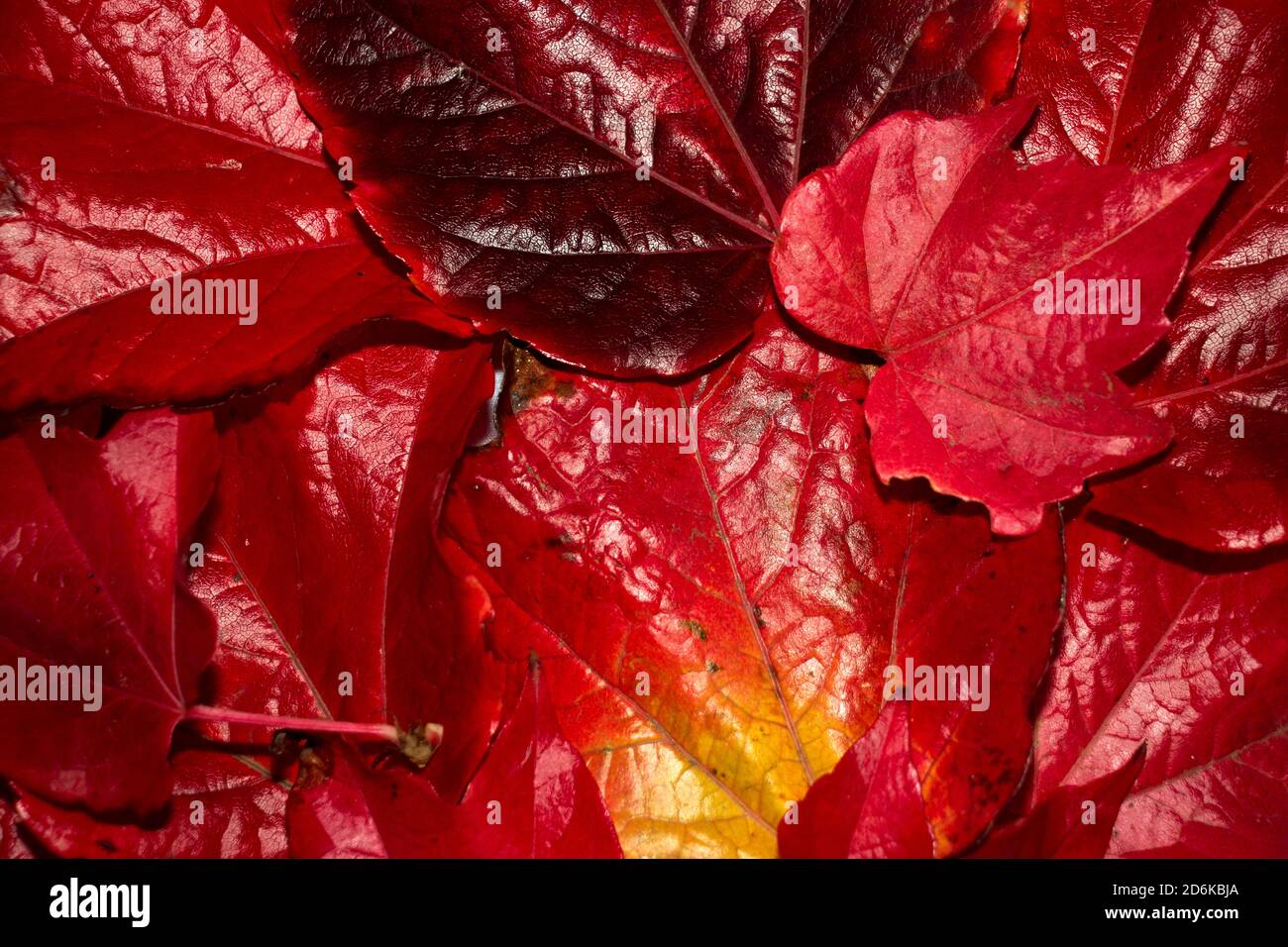 Il colore rosso vivo del Virginia Creeper in autunno li rende un  superriduttore decorativo popolare per i giardini particolarmente con la  loro abilità di arrampicata Foto stock - Alamy