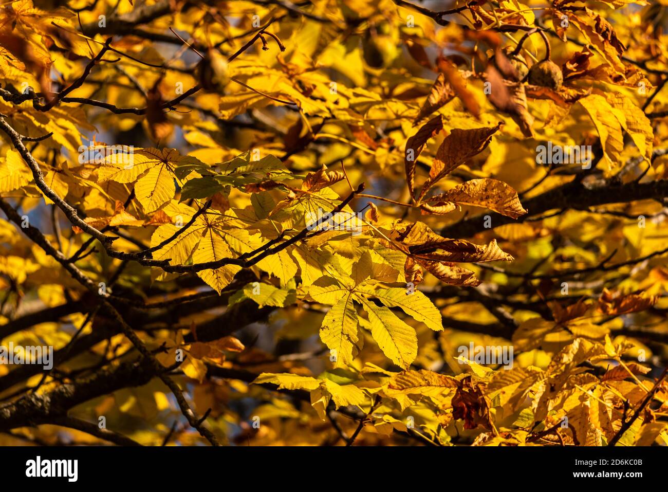 Foglie di alberi giallastri e copperi dai tipici colori autunnali Foto Stock