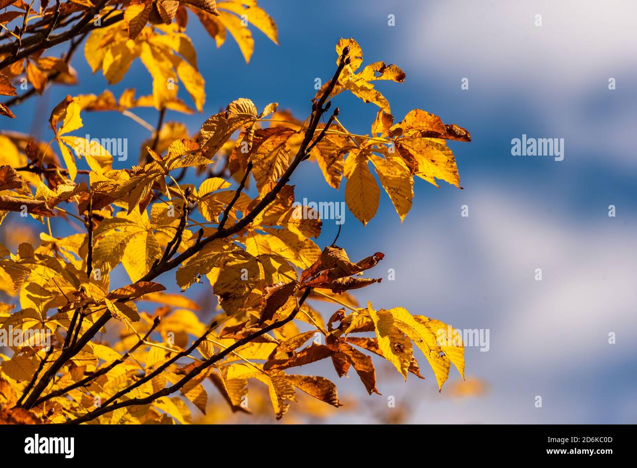 Foglie di albero giallastro e coppery con colori autunnali tipici con cielo blu sullo sfondo Foto Stock