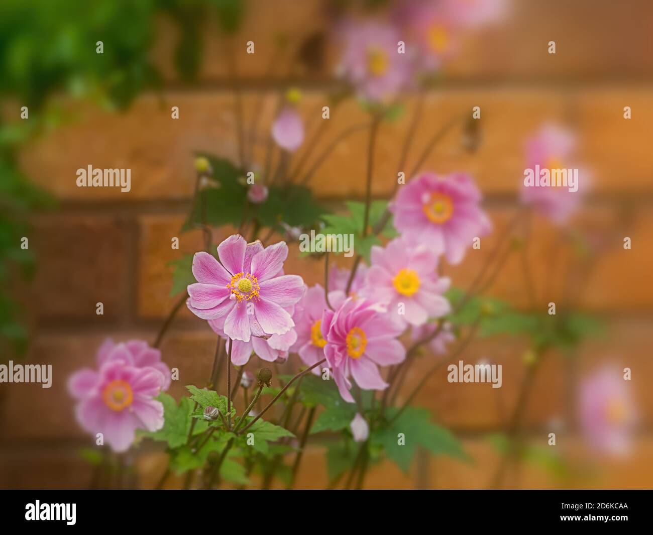 Fiori da giardino rosa con effetto da sogno Foto Stock