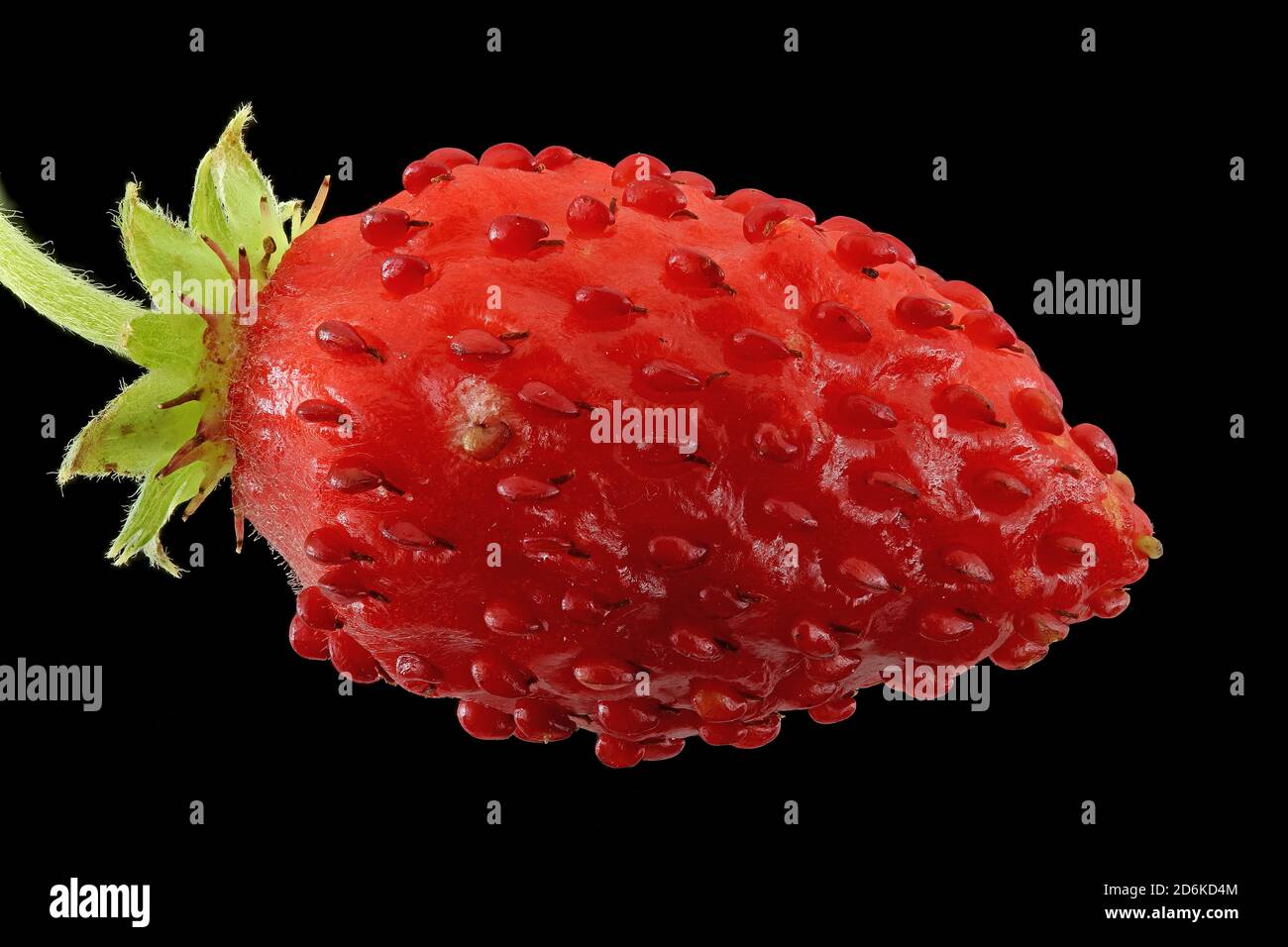 Fragaria vesca, fragola selvatica, Wald-Erdbere, primo piano, frutta Foto Stock