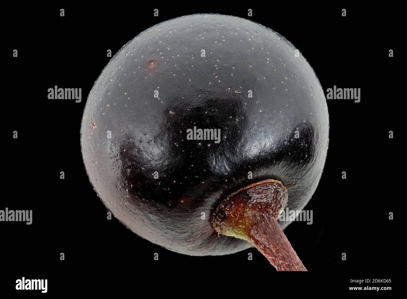 Frangula alnus, Alder Buckthorn, Faulbaum, primo piano, frutta Foto Stock