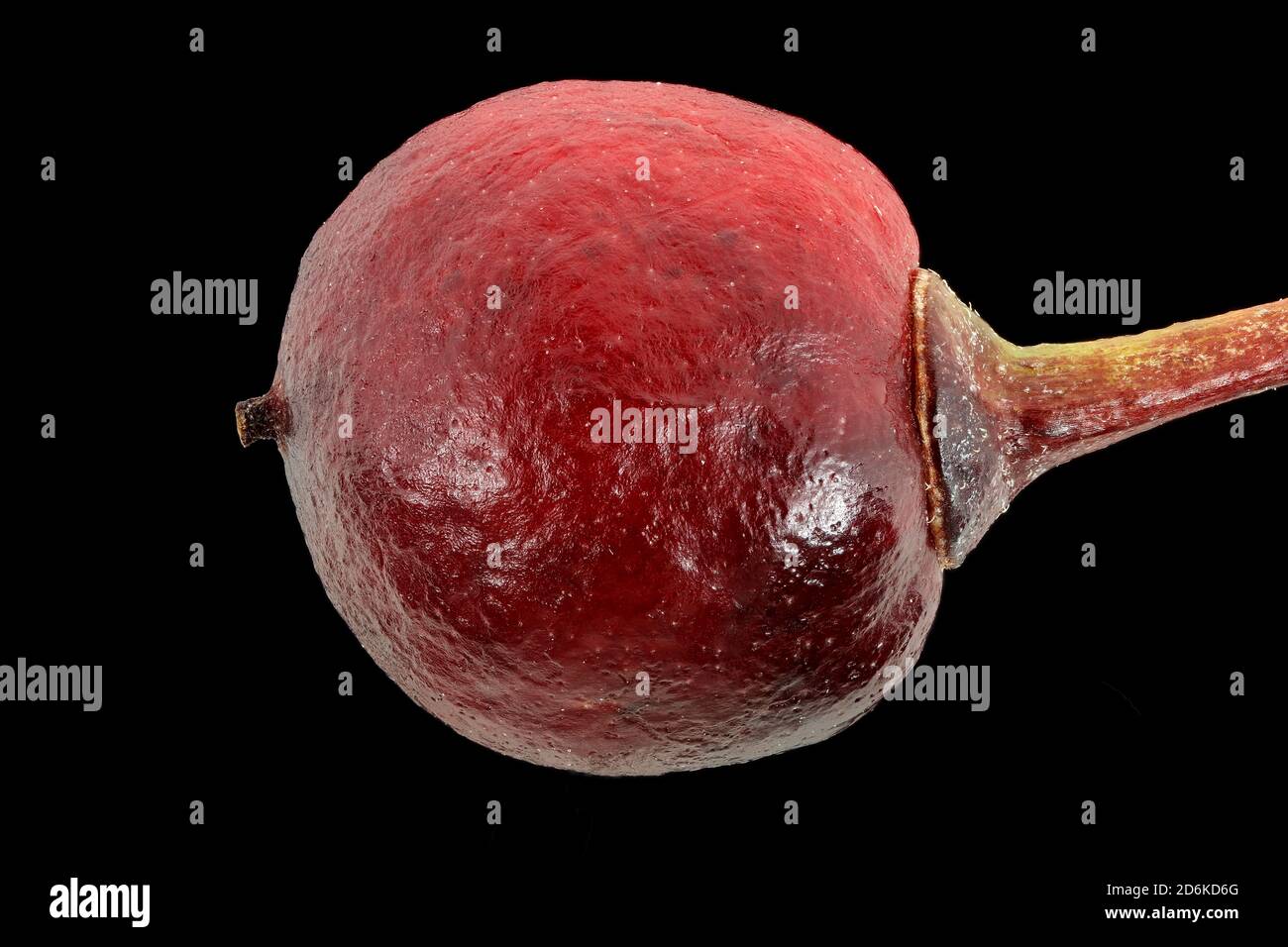 Frangula alnus, Alder Buckthorn, Faulbaum, primo piano, frutta Foto Stock