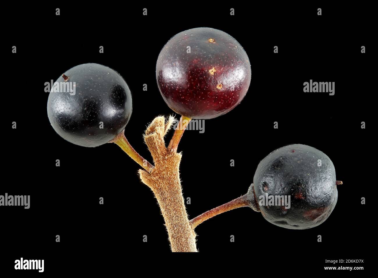 Frangula alnus, Alder Buckthorn, Faulbaum, primo piano, frutta Foto Stock