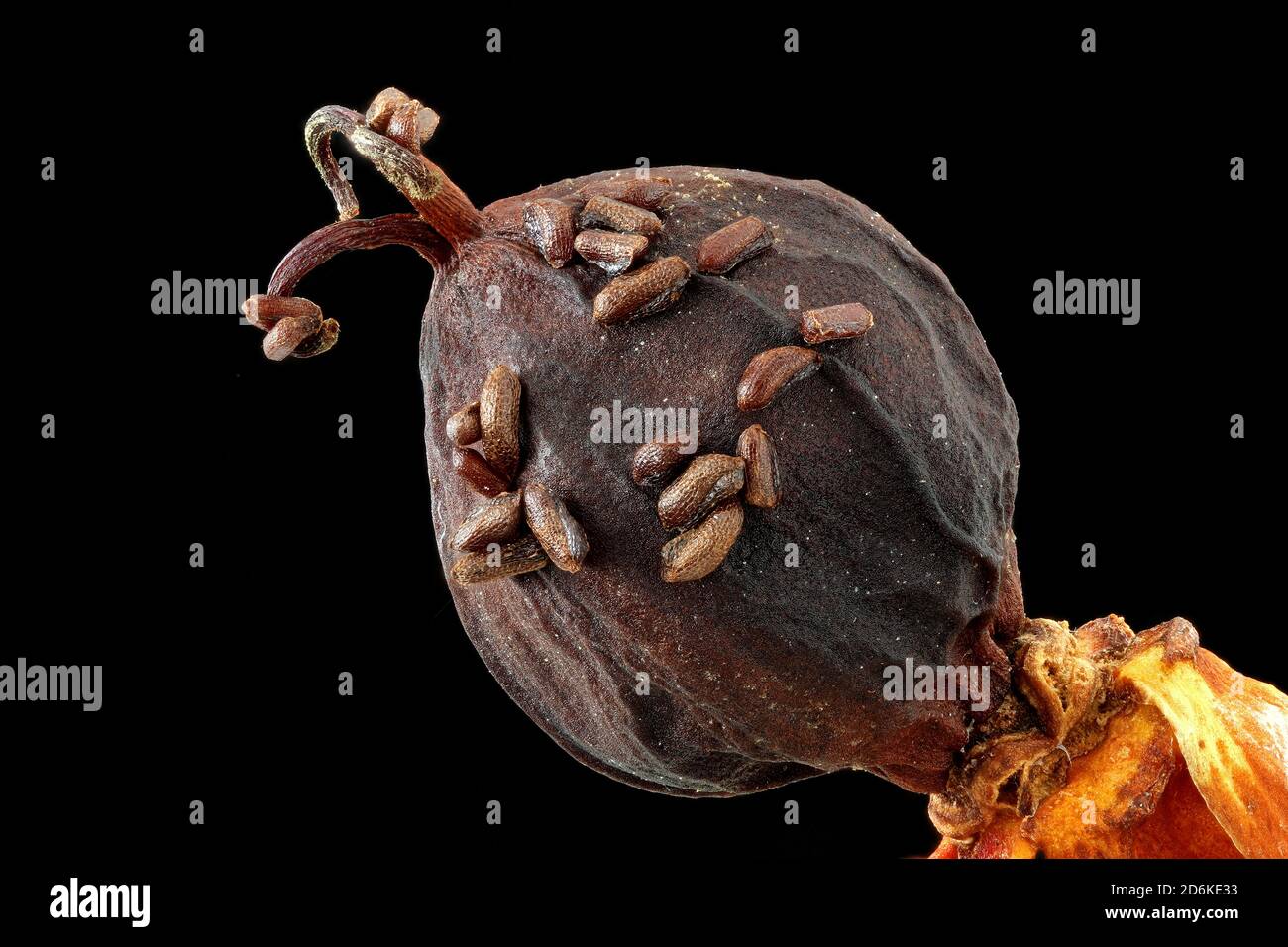 Hypericum androsaemum, Tutsan, Blut-Johanniskraut, primo piano, frutta con semi, semi lunghi 0.8-1.3 mm Foto Stock