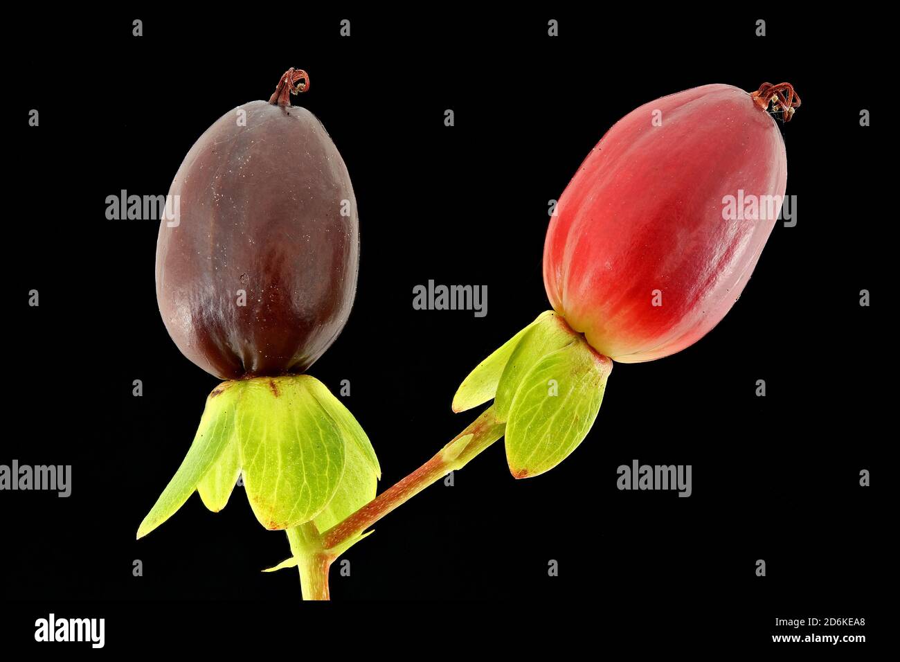 Hypericum androsaemum, Tutsan, Blut-Johanniskraut, primo piano, frutta Foto Stock