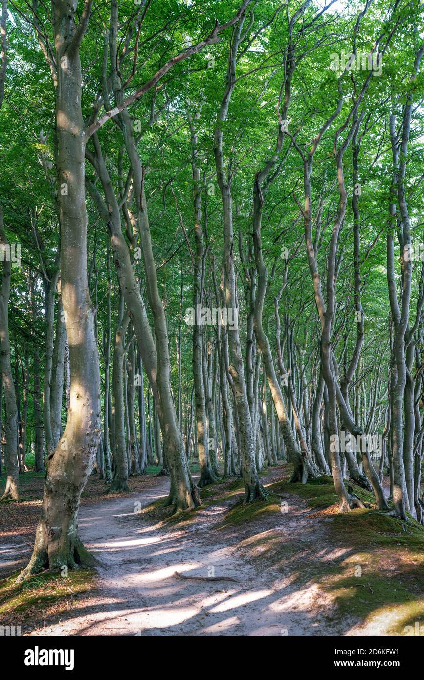 Vecchi alberi della foresta incantata delle fate sul baltico Isola di mare Ruegen in Germania Foto Stock