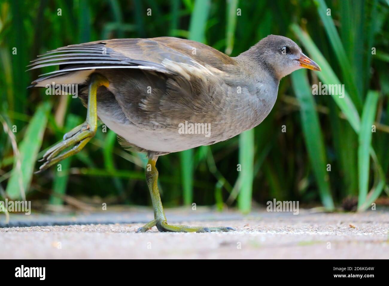 Giovane comune moorhen, gallinula cloropus in vista laterale in piedi su una gamba e che si estende le sue ali di fronte alle erbe verdi Foto Stock