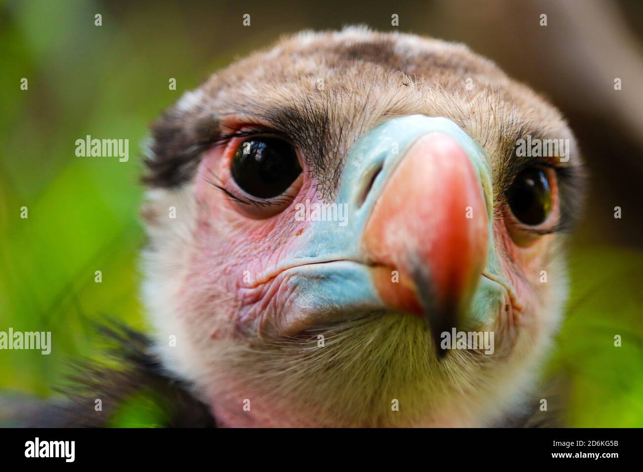 Testa di un avvoltoio a testa bianca criticamente minacciato, trigonoceps occipitalis in vista frontale, primo piano Foto Stock