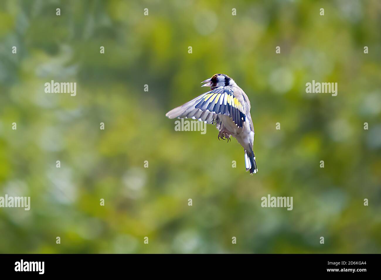 Finca d'oro in volo con il suo becco aperto e le ali avanti Foto Stock