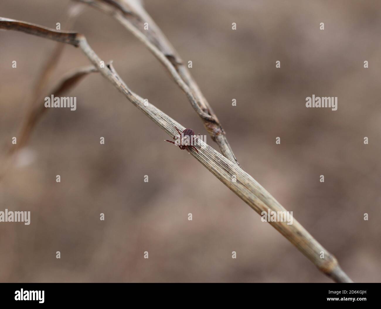 Insetto taiga tick Ixodes crawls nell'erba del foresta un vettore di malattie pericolose encefalite Foto Stock