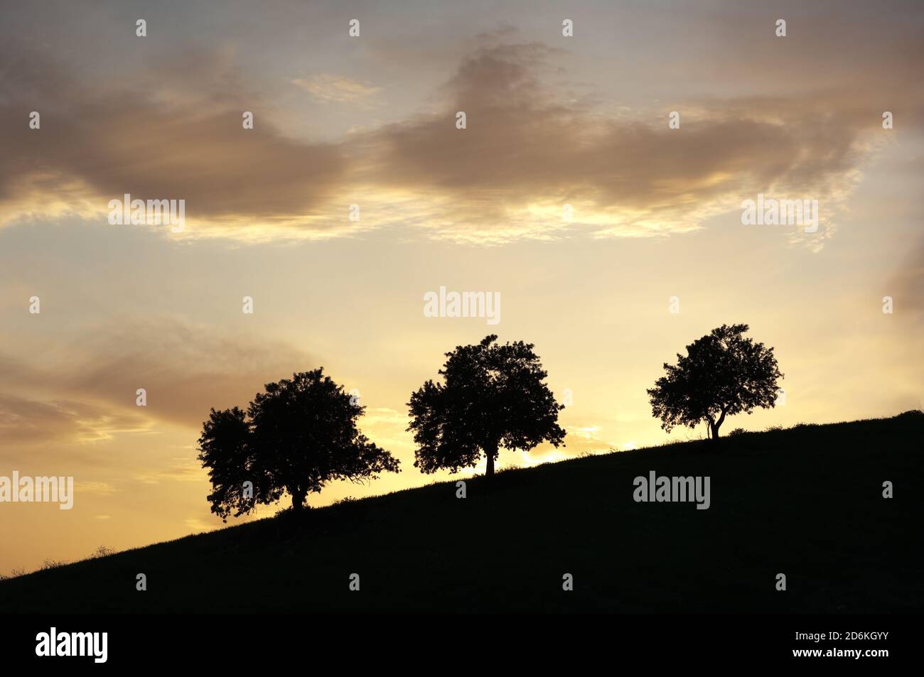tre alberi di silhouette quando il sole è scomparso l'orizzonte Foto Stock