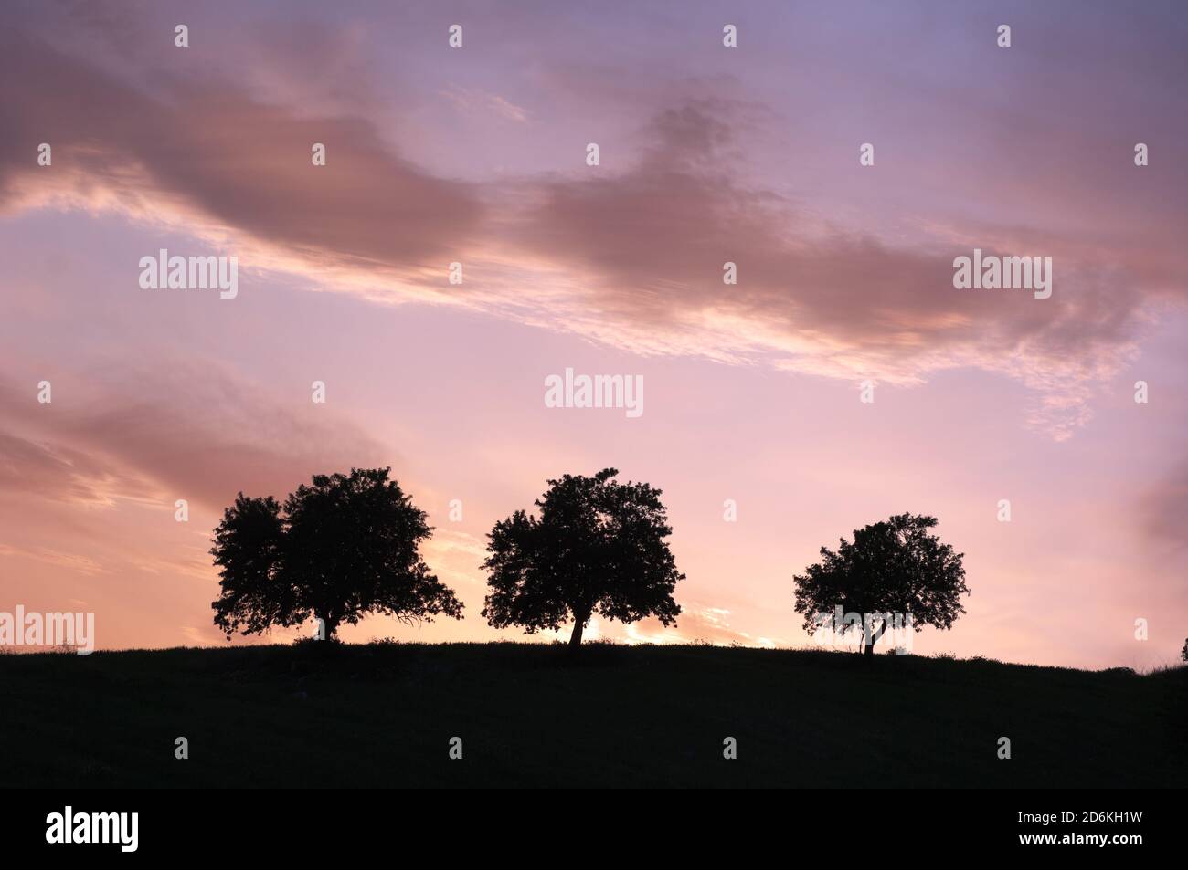 tre alberi di silhouette quando il sole è scomparso l'orizzonte Foto Stock