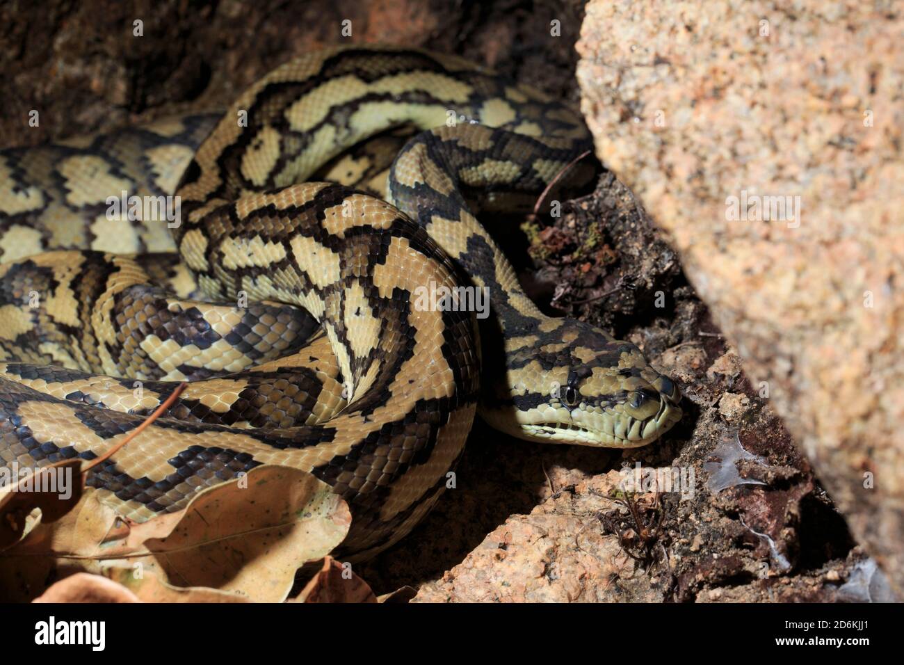Tappeto Python (Morelia spilota) a Geoffrey Bay, Queensland, Australia Foto Stock
