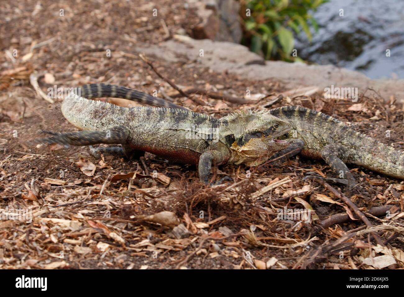 Drago d'acqua orientale (Intellagama lesueurii) I maschi combattono in una disputa territoriale durante la stagione primaverile dell'allevamento Foto Stock