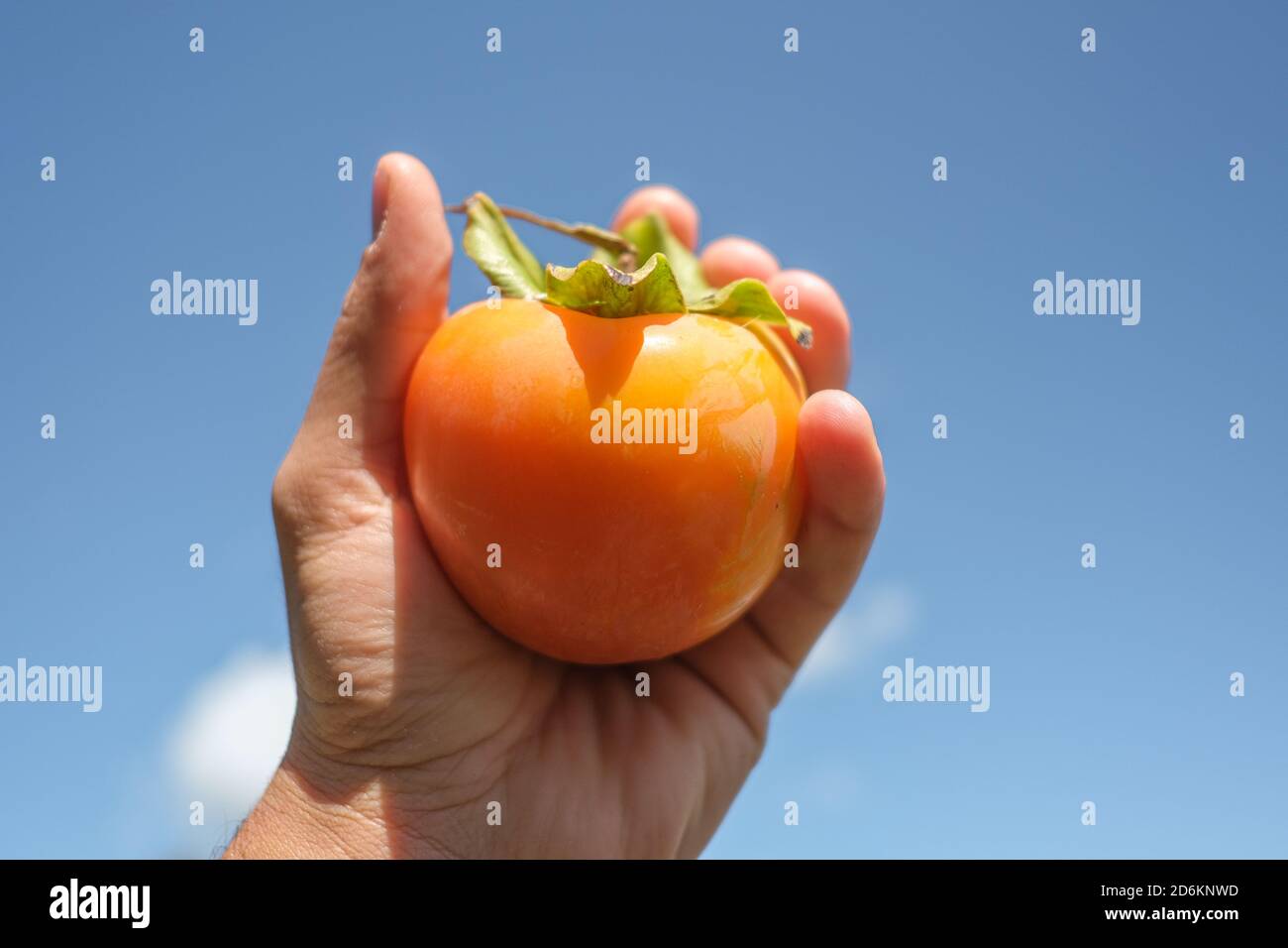 Mano contadina tenere una gustosa frutta parsimmon arancio su luminoso sfondo blu cielo Foto Stock