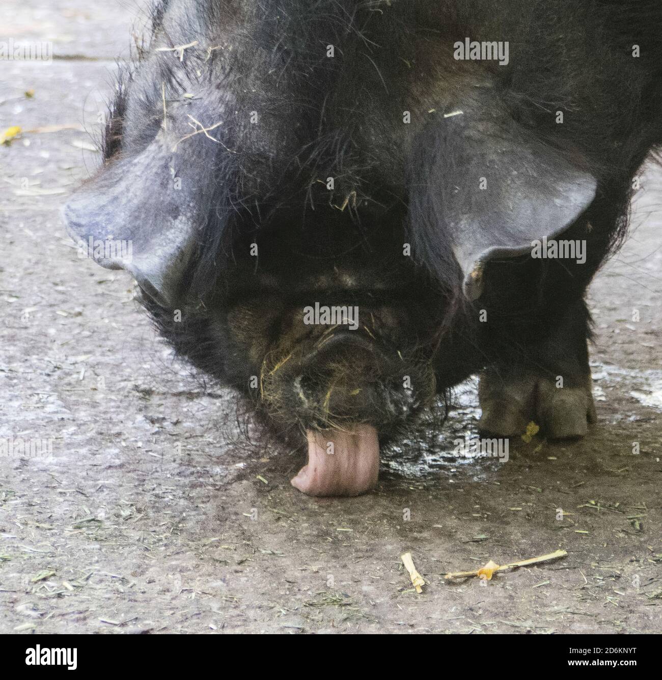 Maiale Pot bellied Foto Stock