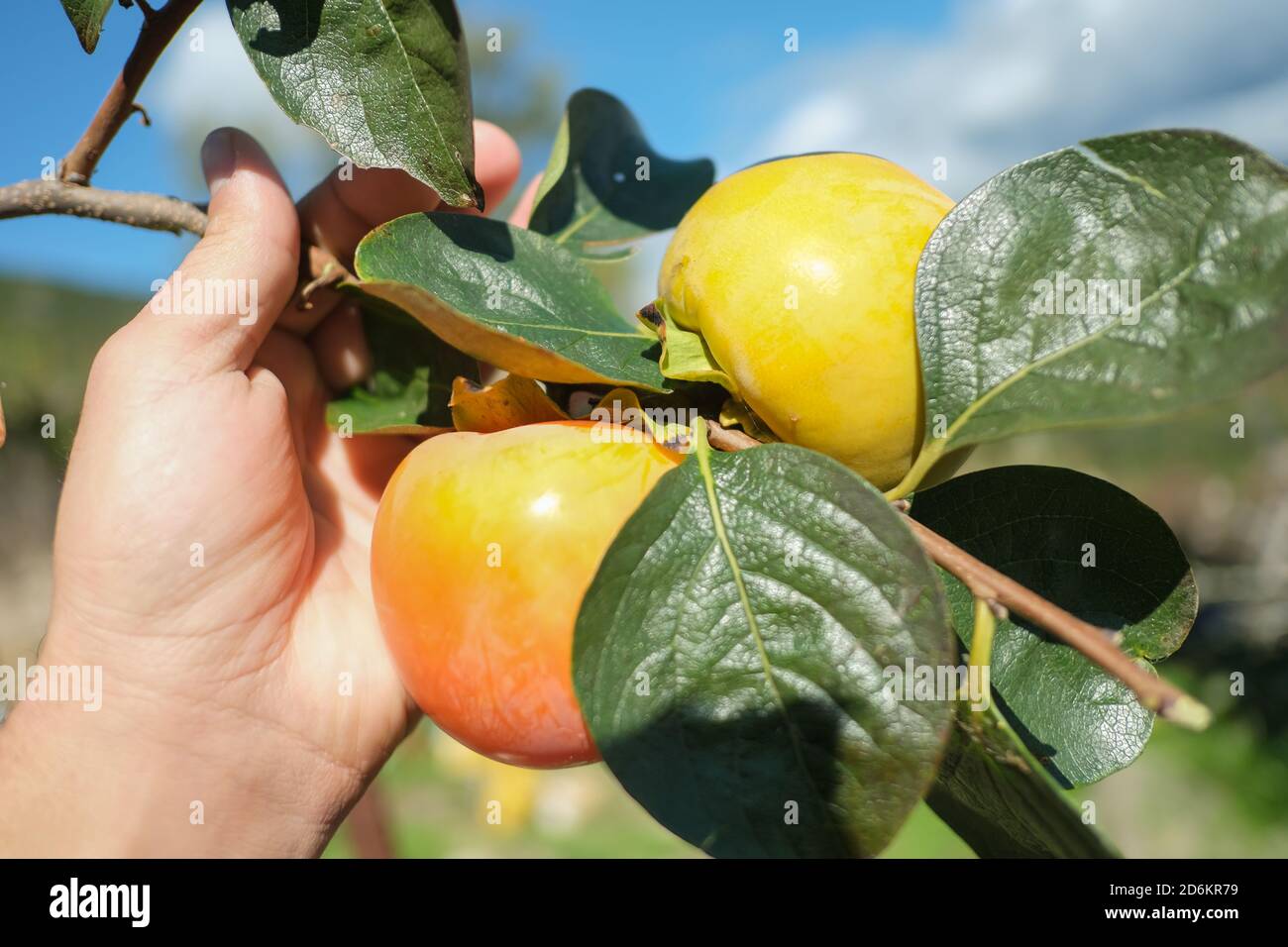 Uomo contadino mano raccogliendo frutti parsimmon dall'albero, autunno kaki prodotti agricoli Foto Stock