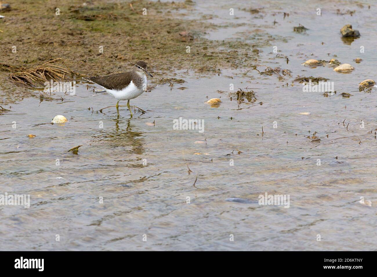 Comune sandpiper Actitis hypoleucos piccolo uccello alare parti superiori marrone caldo parti inferiori corpo in rilievo bianco estremità posteriore allungata gambe gialle slanciate fattura Foto Stock