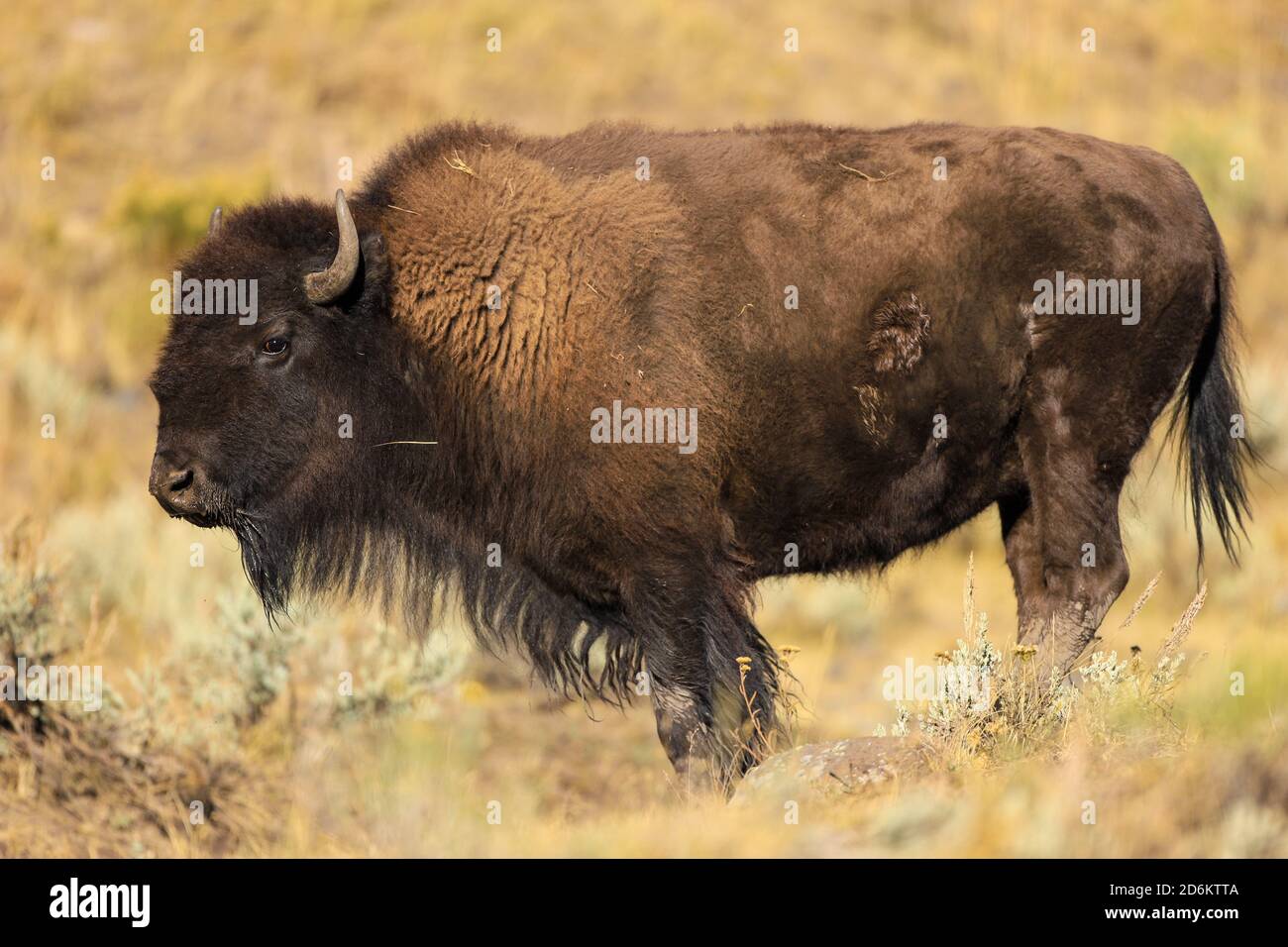 American Bison nel parco nazionale di Yellowstone, Wyoming Foto Stock
