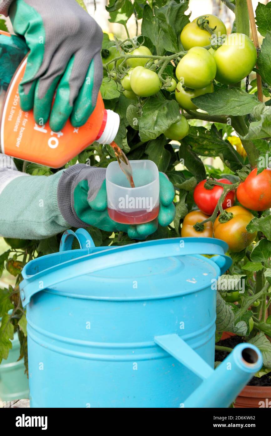 Solanum lycopersicum 'Money Maker'. Donna giardiniere annaffiatura pot coltivato piante di pomodoro all'aperto con alimentazione diluita per aiutare la crescita forte e fruttare. REGNO UNITO Foto Stock