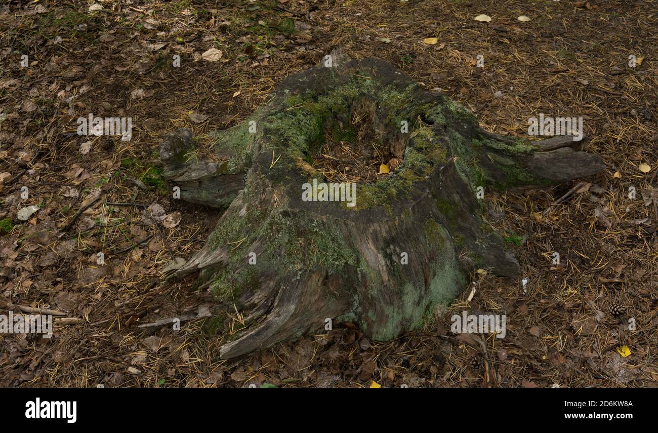 Vecchio ceppo marcio nella foresta sopravvolta di muschio Foto Stock Vecchio ceppo marcio nella foresta sopravvolta di muschio Foto Stock