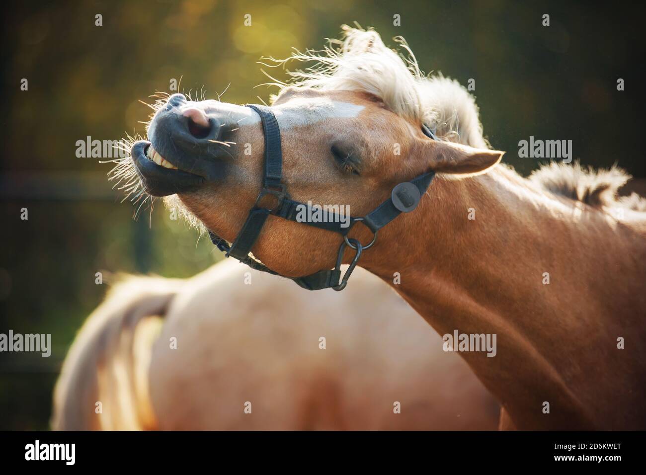 Divertente cavallo divertente bello scuote la polvere dalla testa con gli occhi chiusi in un giorno di sole. Nei dintorni di un cavallo. Bestiame. Foto Stock