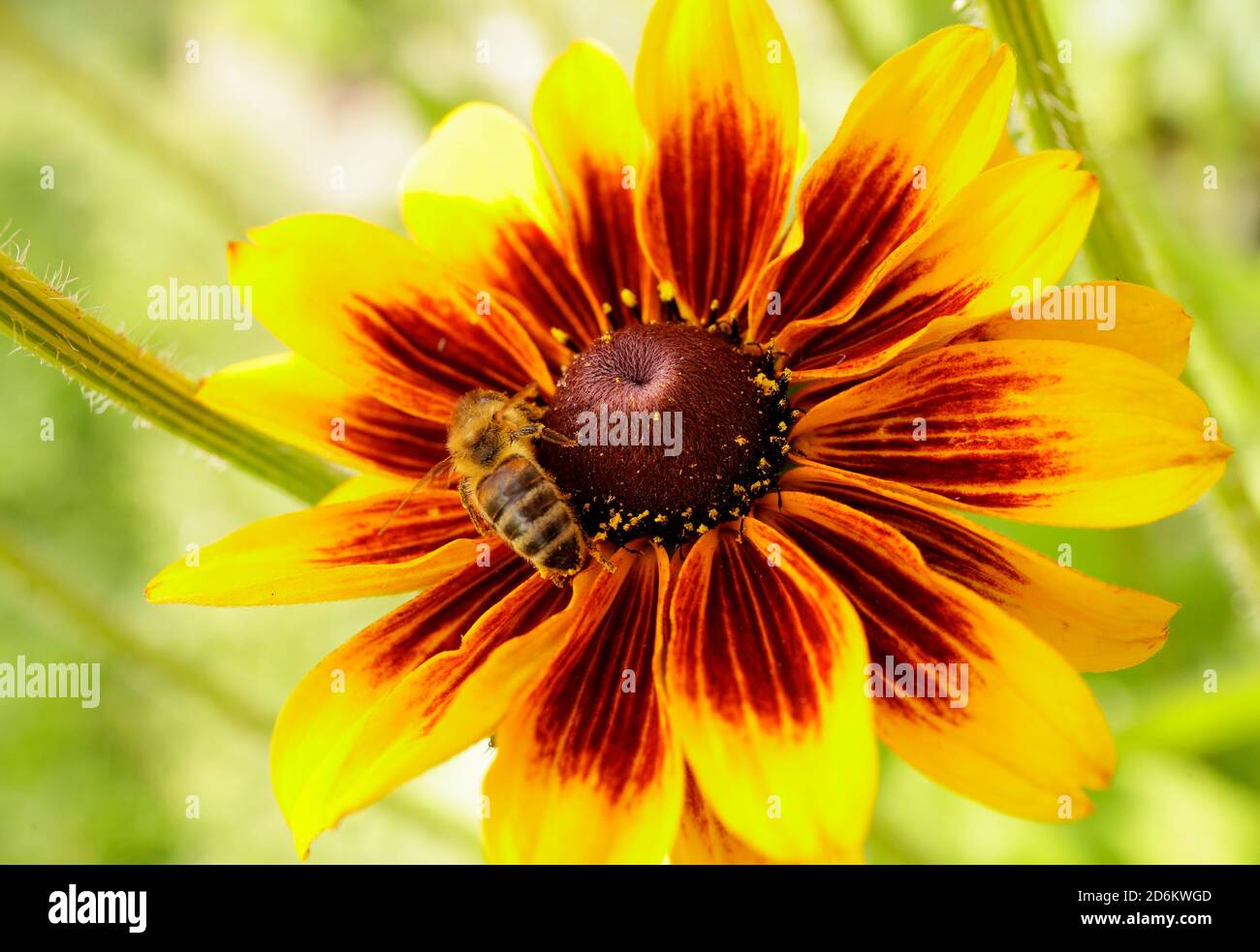 Apis mellifera su Rudbeckia hirta 'Rustic Dwarf'. Ape miele su un coneflower in un giardino di fine estate. REGNO UNITO Foto Stock