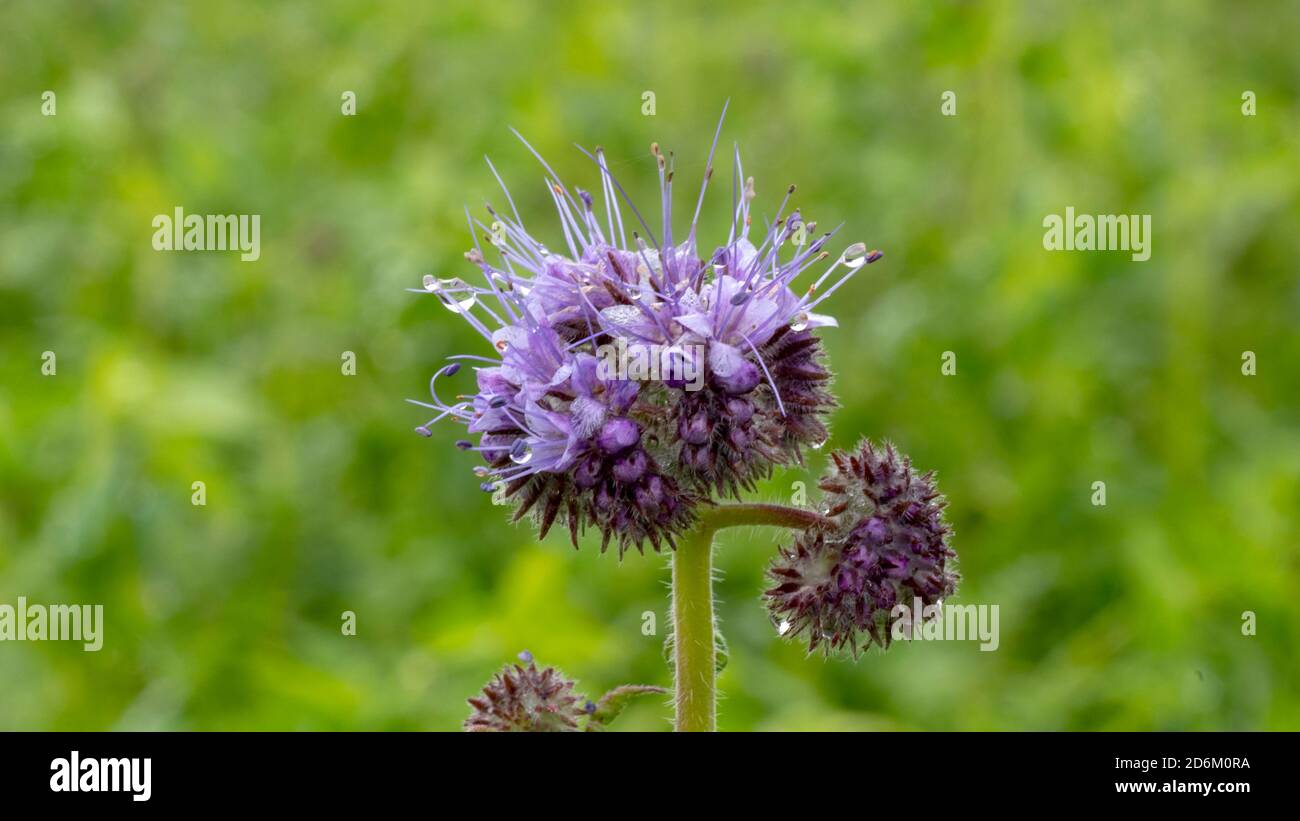 Fiore viola nel campo verde Foto Stock