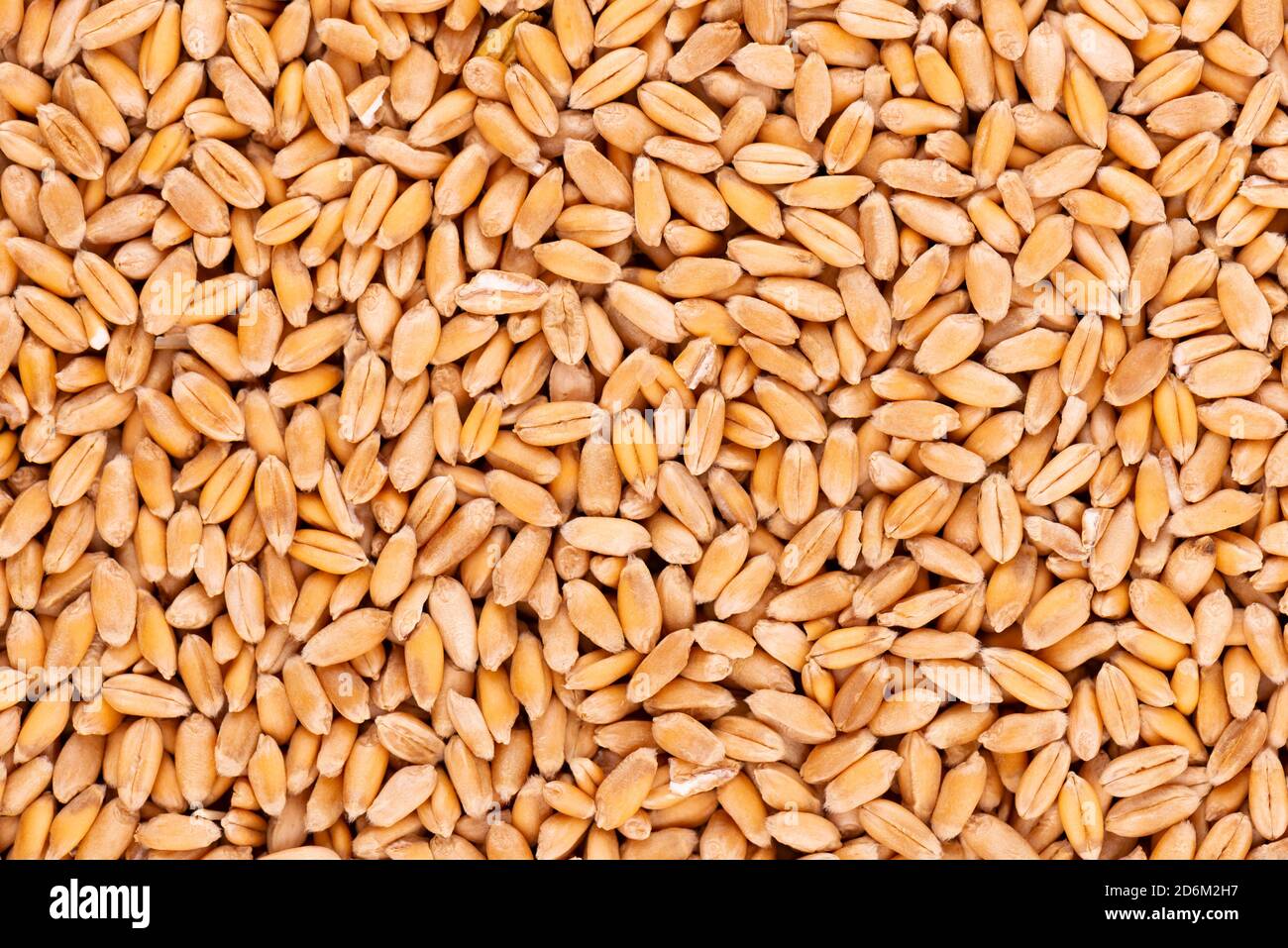 Grano grano grani sfondo. Semi di grano secchi organici trasformati. Foto Stock