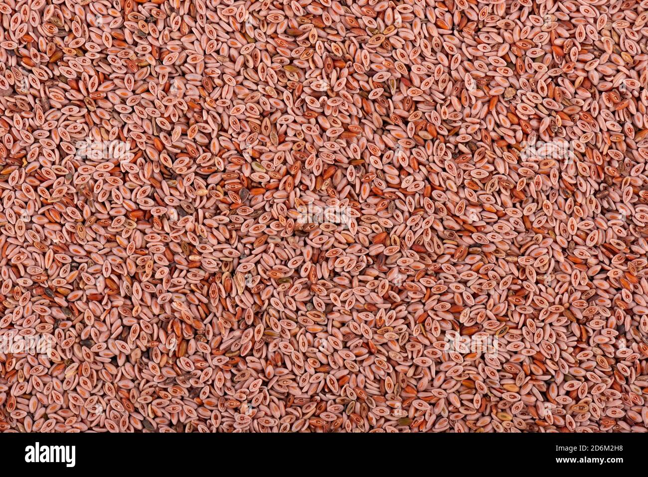 Plantago ovata semi sfondo. Plantain, pulci indiani o semi di psyllium. Primo piano. Foto Stock