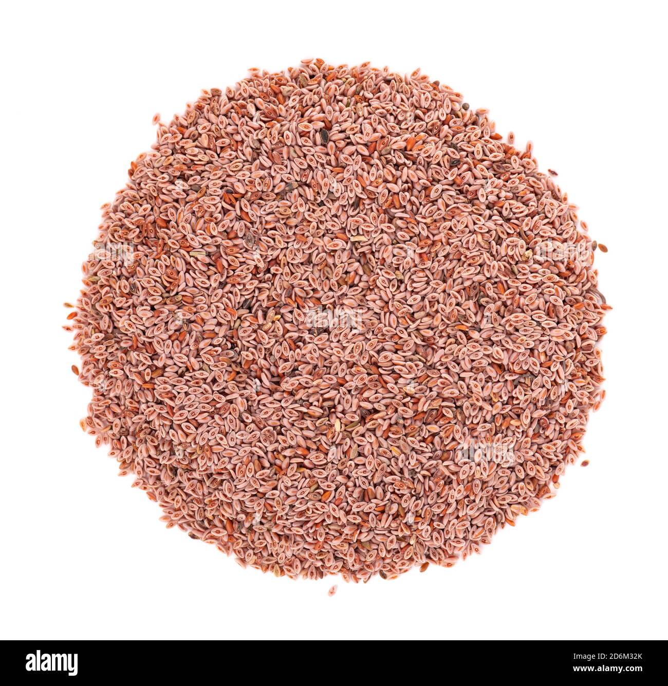 Semi di ovata di Plantago, isolati su sfondo bianco. Plantain, pulci indiani o semi di psyllium. Vista dall'alto. Foto Stock