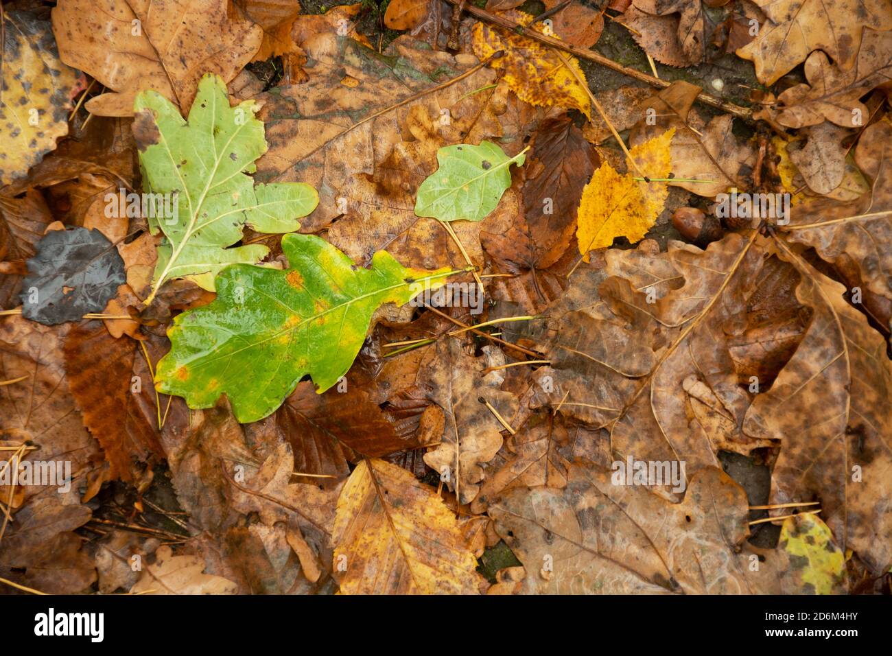 Una foglia verde bagnata di quercia su uno sfondo di marrone foglie Foto Stock