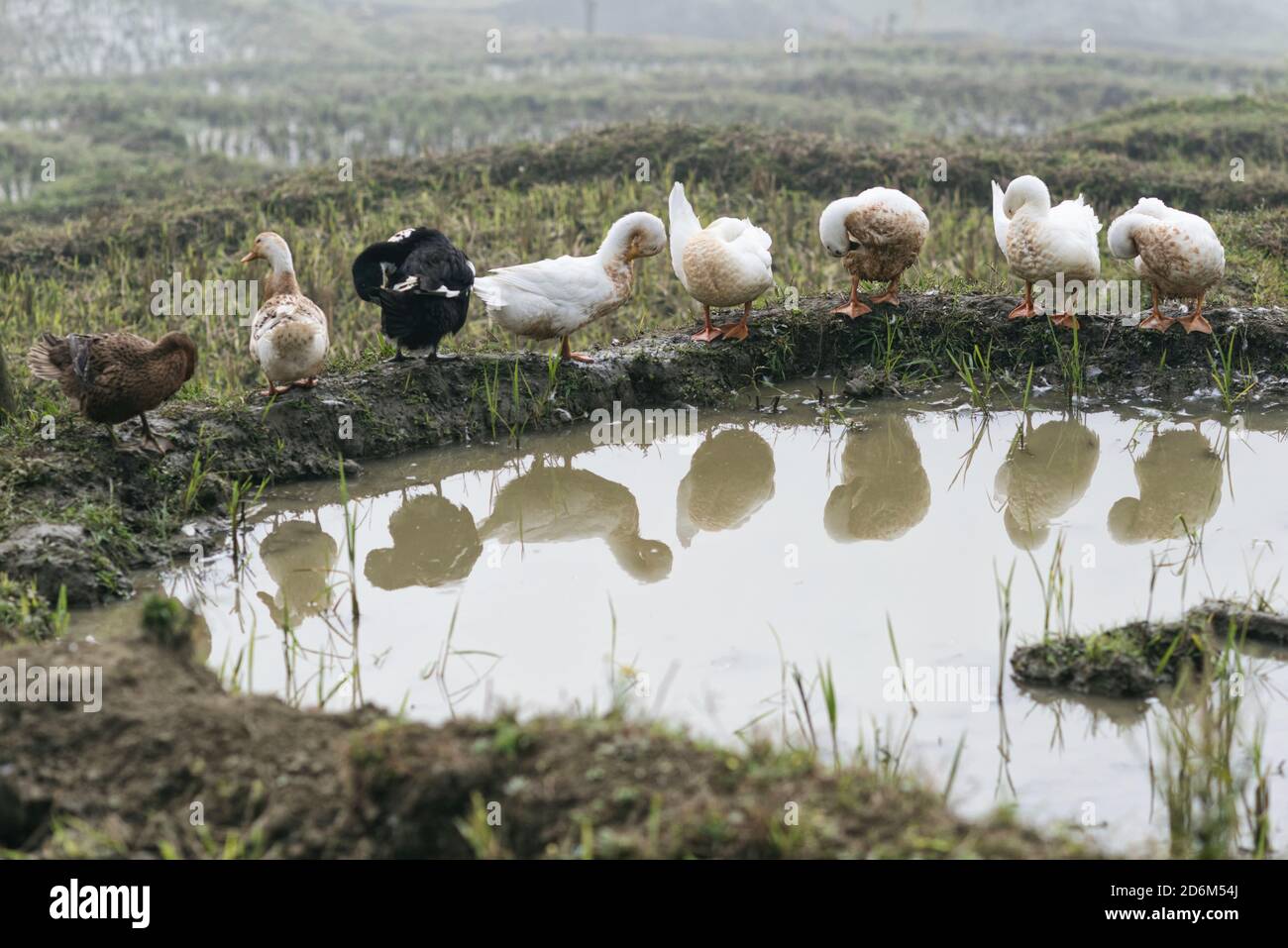 Campi di riso, riso terrazza Paddy in SA Pa Lao Cai Vietnam Asia Foto Stock Campi di riso, riso terrazza Paddy in SA Pa Lao Cai Vietnam Asia Foto Stock