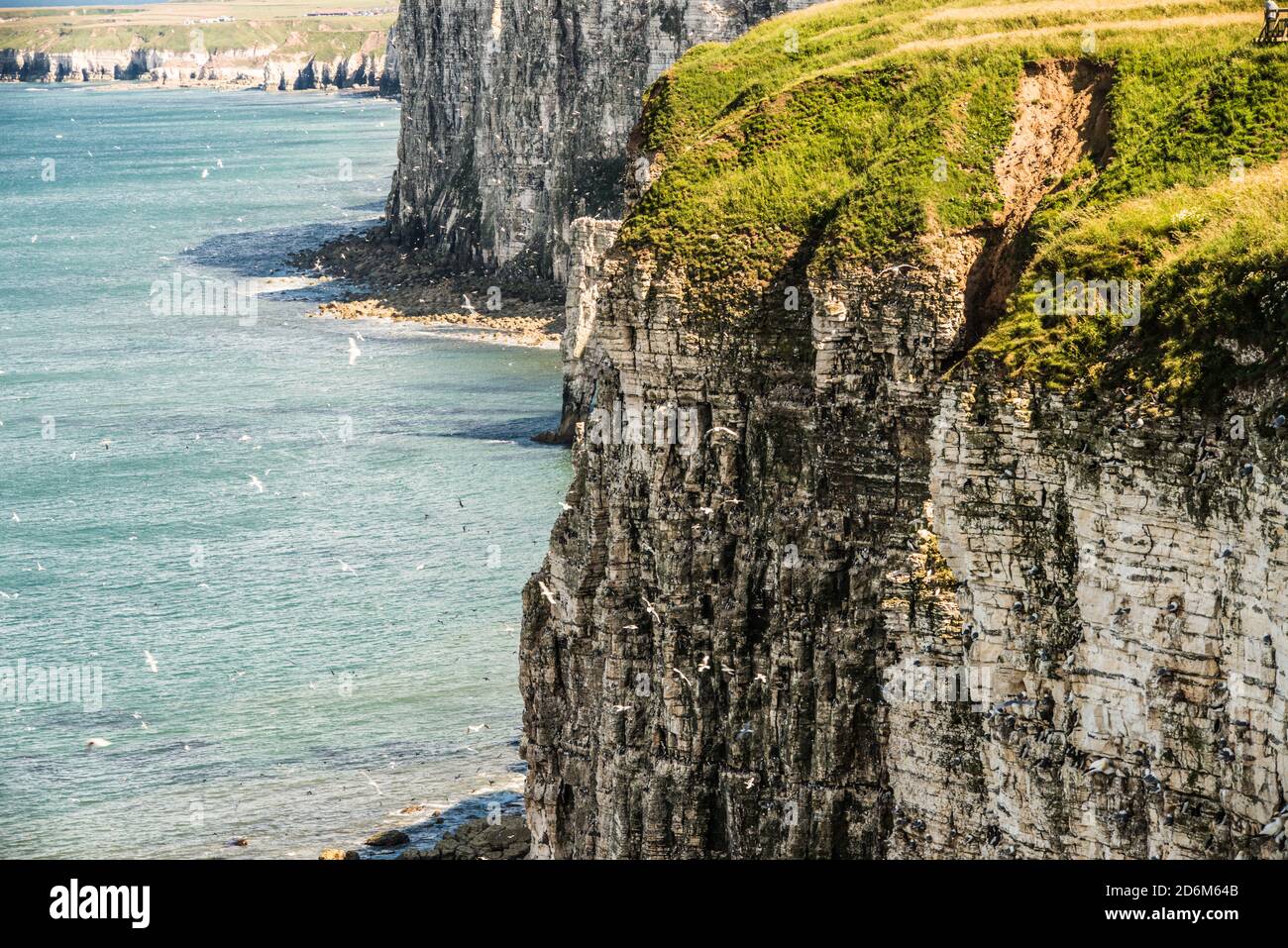 Bempton scogliere Yorkshire Ray Boswell Foto Stock