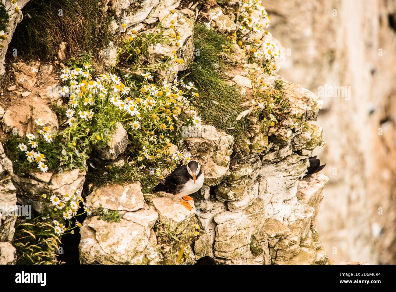 Poggiando sulle rocce Ray Boswell Foto Stock