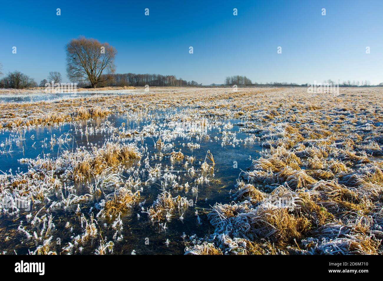 Acqua congelata sul prato, alberi e cielo blu Foto Stock