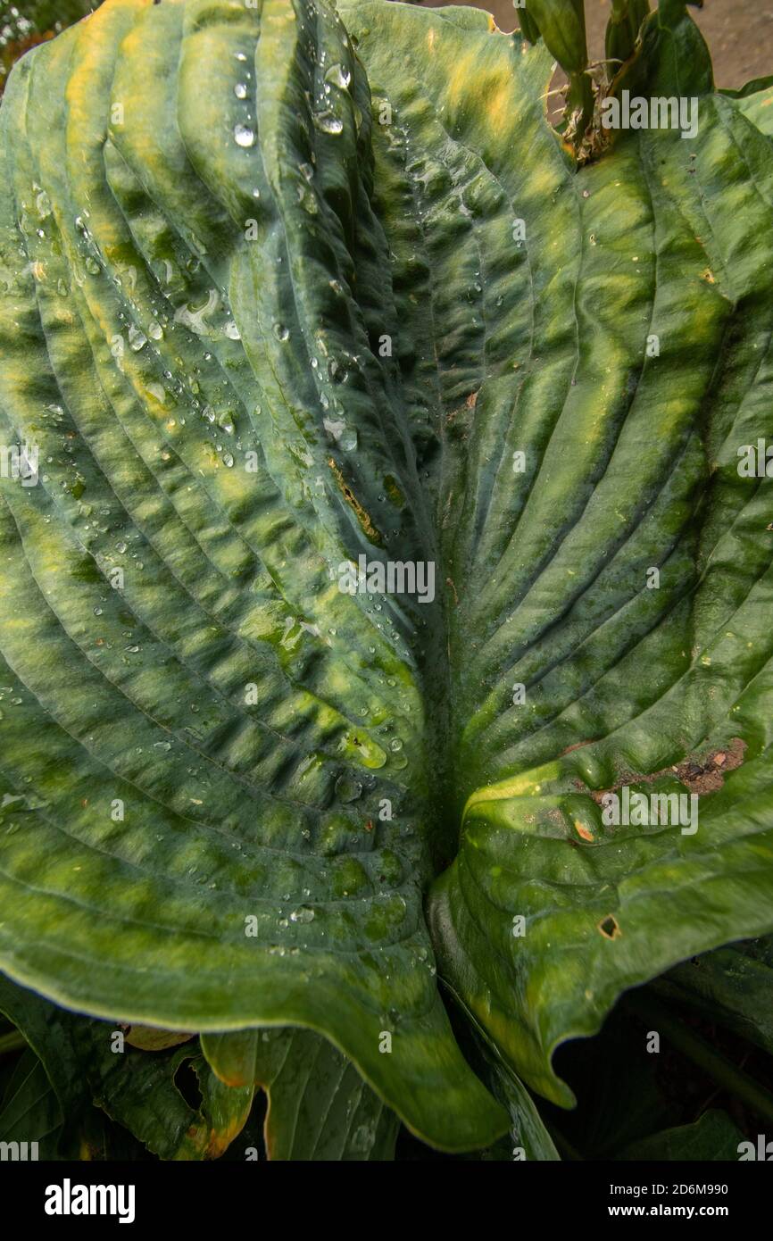 Riassunto delle foglie di Hosta ‘Paul’s Glory’ che mostrano modelli, design e texture in natura Foto Stock