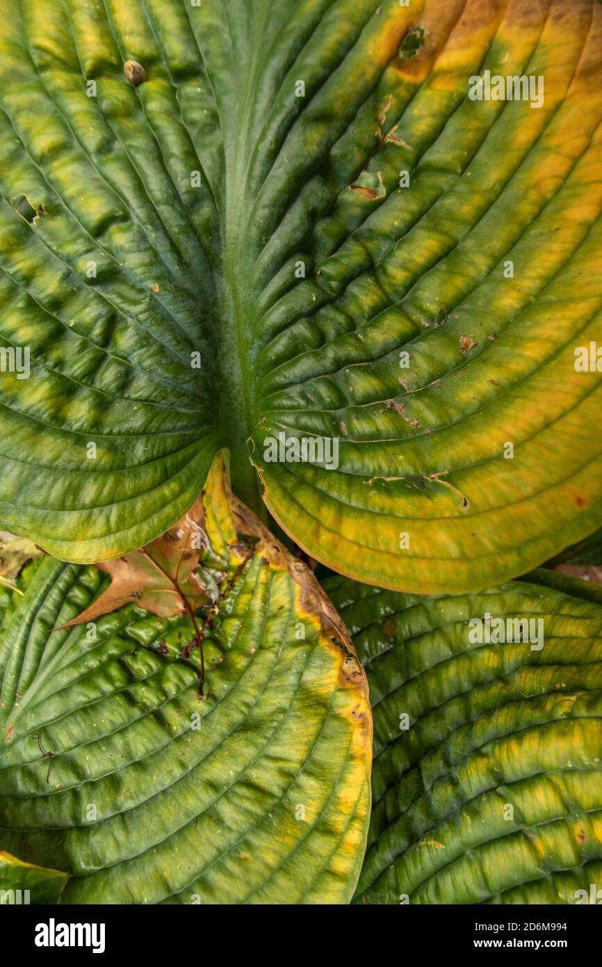 Riassunto delle foglie di Hosta ‘Paul’s Glory’ che mostrano modelli, design e texture in natura Foto Stock