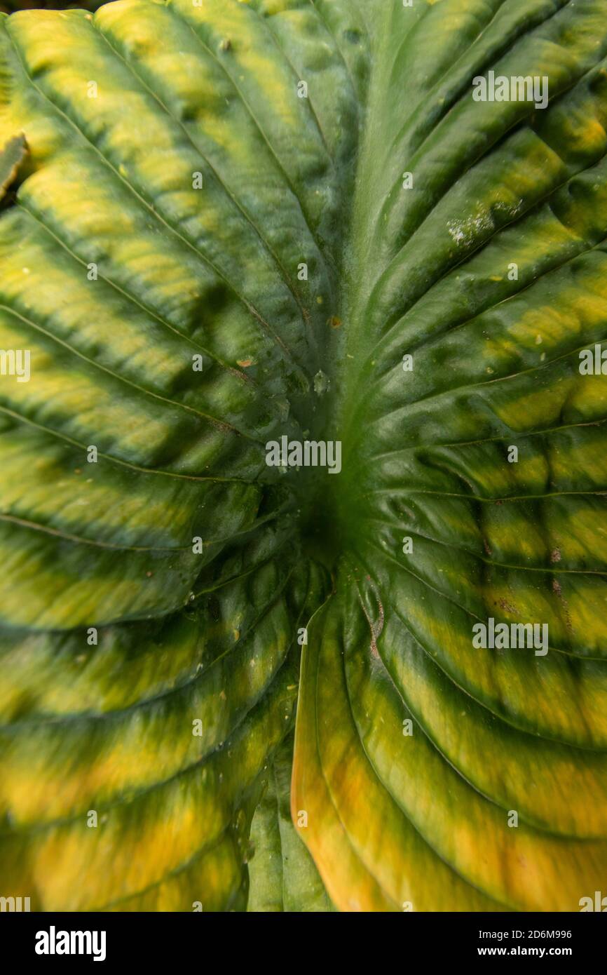 Riassunto delle foglie di Hosta ‘Paul’s Glory’ che mostrano modelli, design e texture in natura Foto Stock