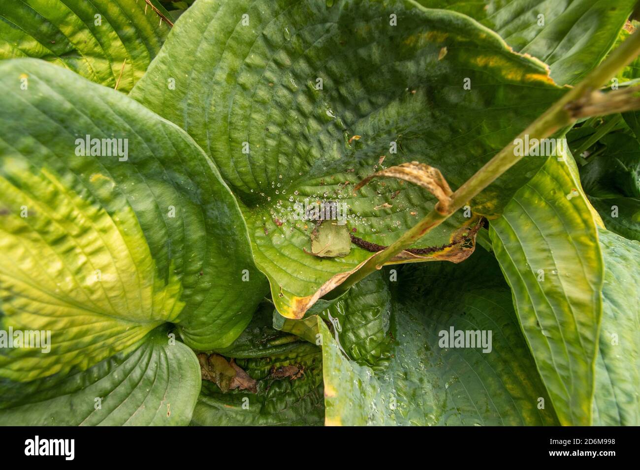 Riassunto delle foglie di Hosta ‘Paul’s Glory’ che mostrano modelli, design e texture in natura Foto Stock