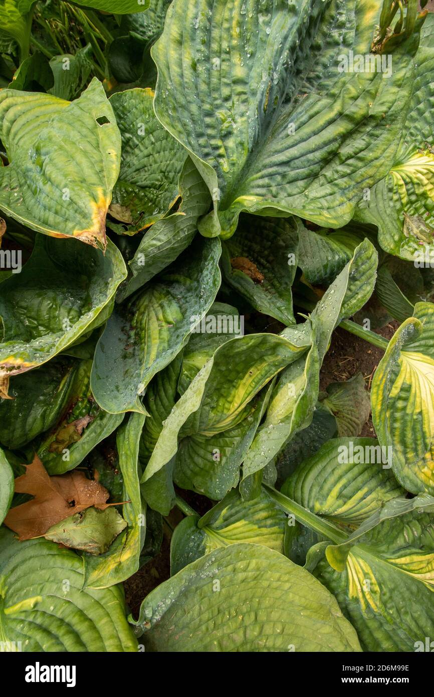 Riassunto delle foglie di Hosta ‘Paul’s Glory’ che mostrano modelli, design e texture in natura Foto Stock