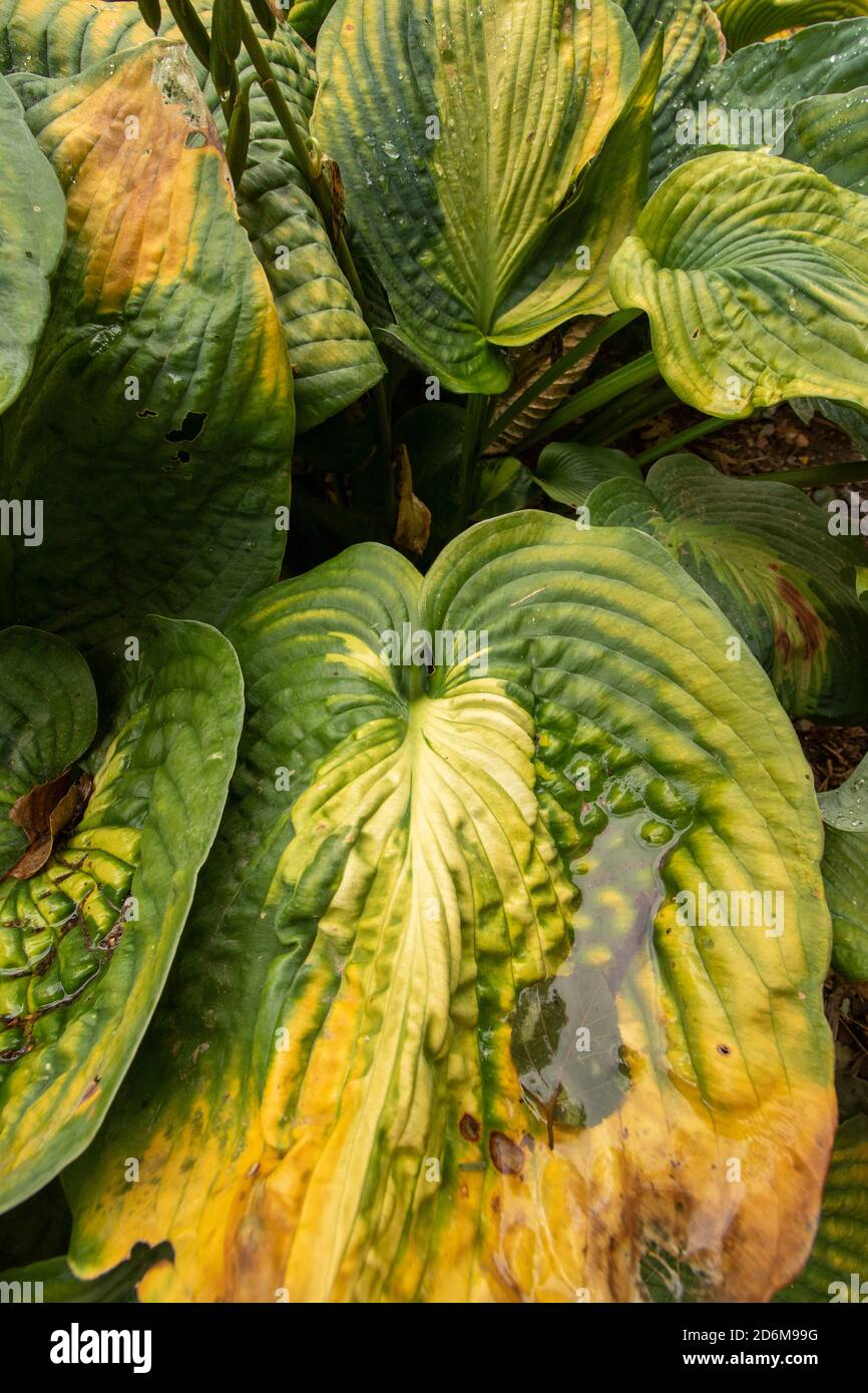 Riassunto delle foglie di Hosta ‘Paul’s Glory’ che mostrano modelli, design e texture in natura Foto Stock
