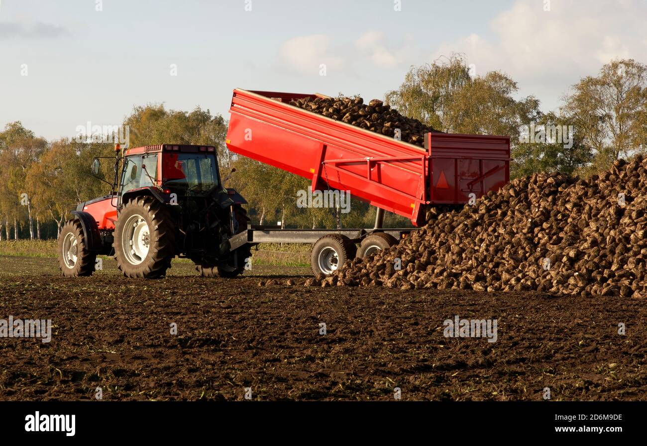 Trattore rosso con rimorchio a pianale durante la raccolta autunnale di patate biologiche e barbabietole da zucchero. Composizione orizzontale, cornice completa, spazio di copia. Foto Stock