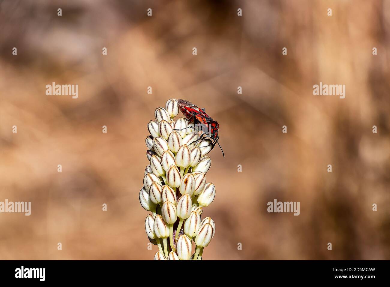 Un firebug (Pyrhocoris aterus) su un Verbascum giganteum o thapsus (grande mulleina, comune mulleina) Foto Stock