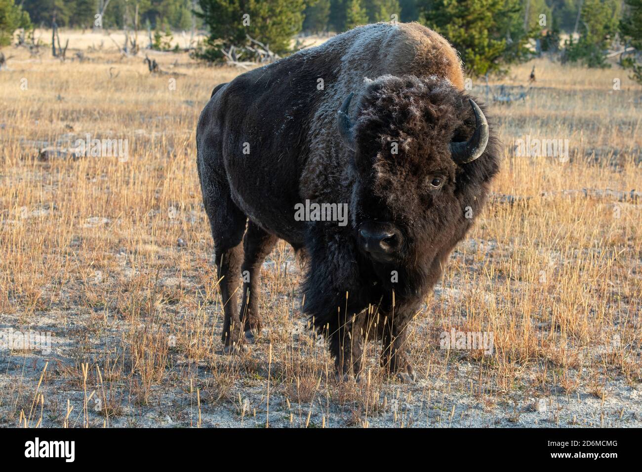 Nord America, Wyoming, Parco Nazionale di Yellowstone, Upper Geyser Basin. Lone maschio americano bisonte (SELVATICO: Bisonte bisonte) aka bufalo con brina precoce. Foto Stock