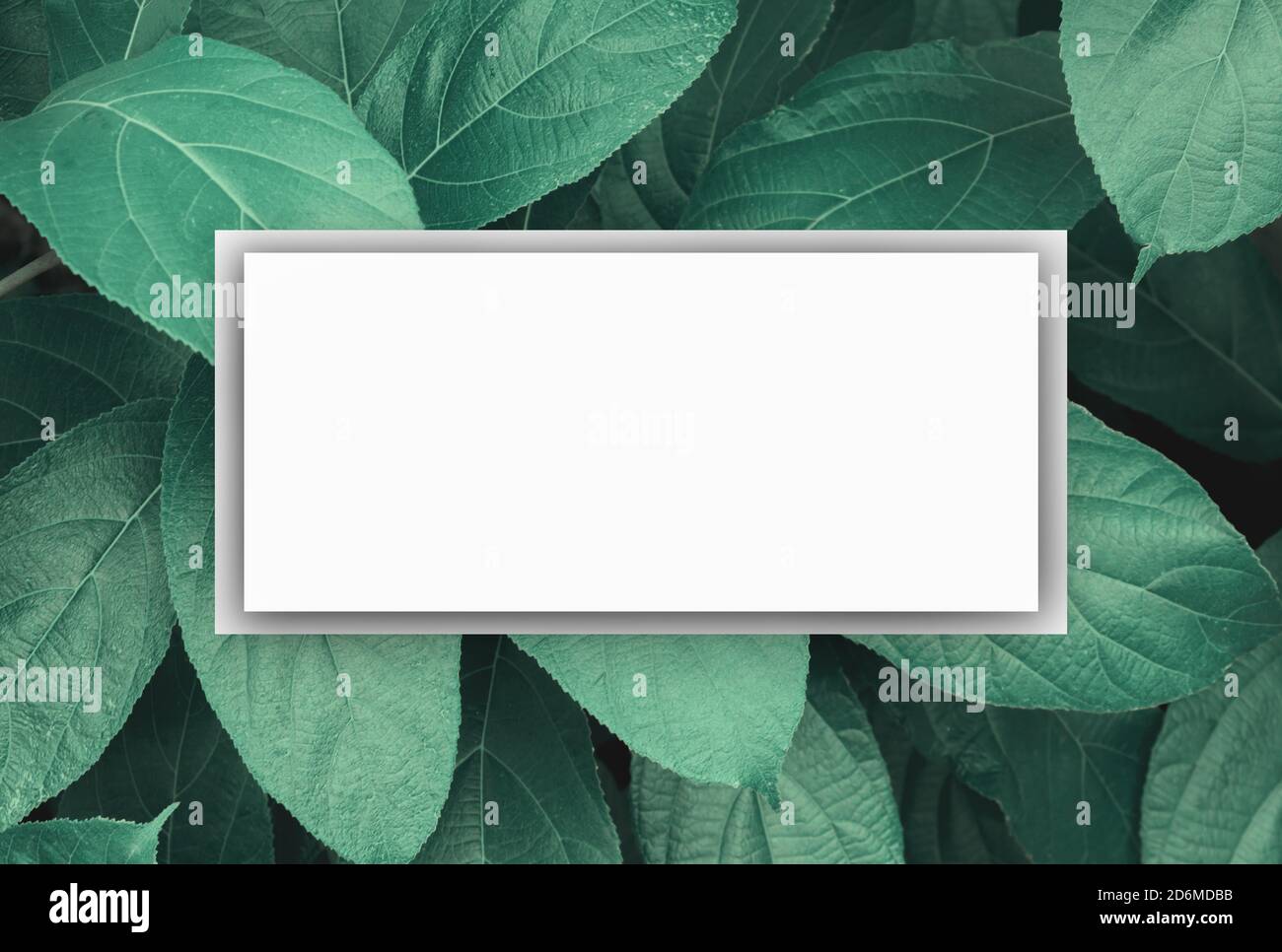 cornice quadrata con verde foglie scure sfondo natura e creativo scheda carta per il layout Foto Stock